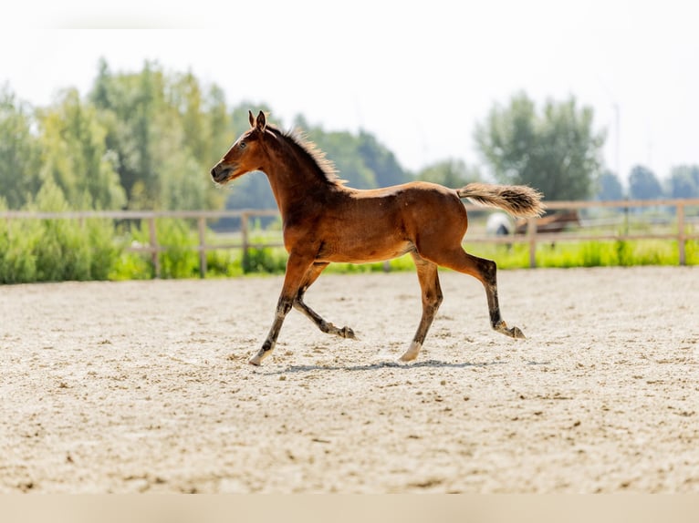 Polish Halfbred Stallion Foal (05/2025) in Stalewo