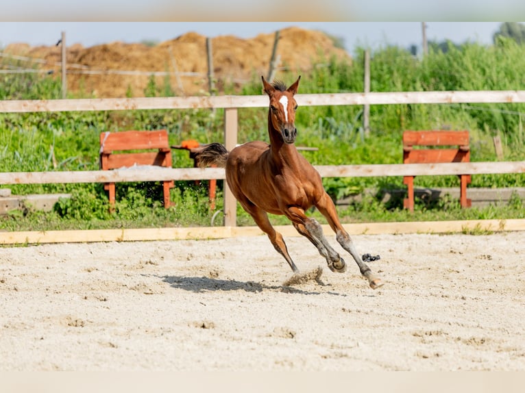 Polish Halfbred Stallion Foal (05/2025) in Stalewo