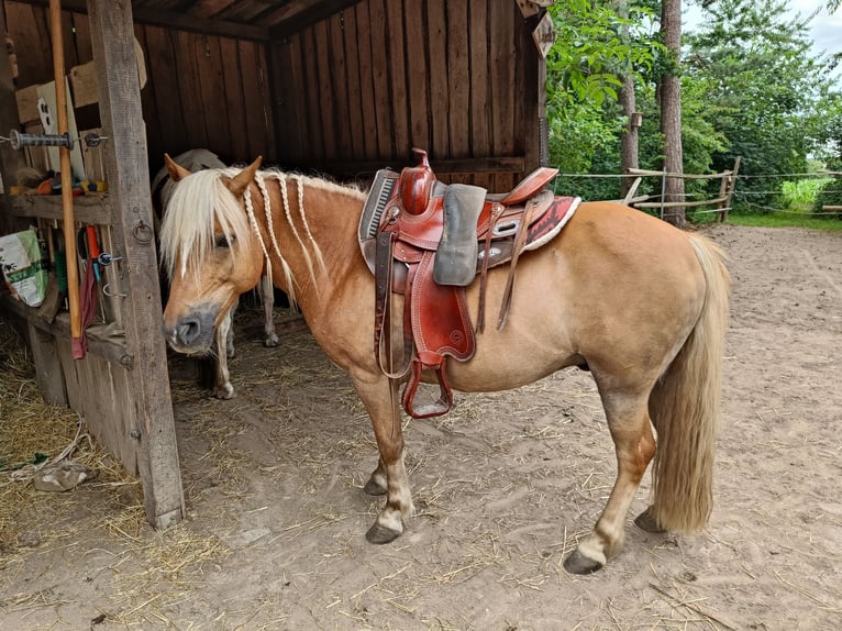 Polish riding pony Mix Gelding 10 years 11.2 hh Brown-Light in Schwanstetten
