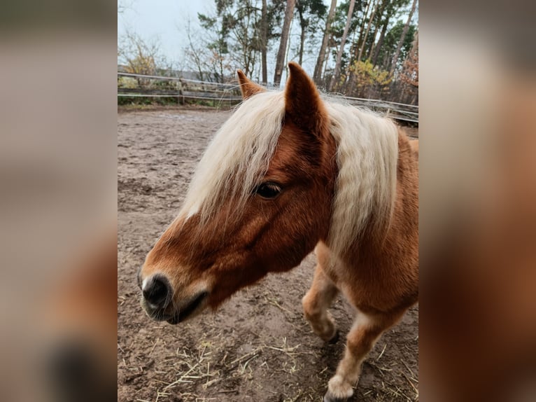 Polish riding pony Mix Gelding 10 years 11.2 hh Brown-Light in Schwanstetten