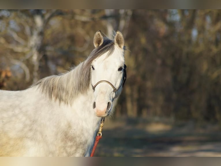 Polish riding pony Gelding 10 years 14,1 hh Gray in Theeßen