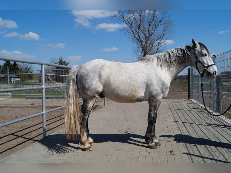Polish riding pony Gelding 10 years 14,1 hh Gray in Theeßen