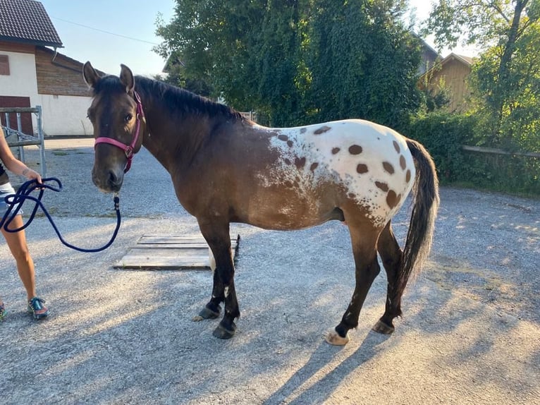 Polish riding pony Gelding 10 years 14.2 hh Leopard-Piebald in Frankenmarkt