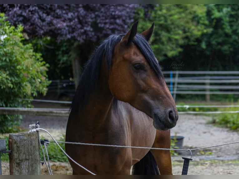 Polish riding pony Mix Gelding 10 years 15,1 hh Brown in Düsseldorf