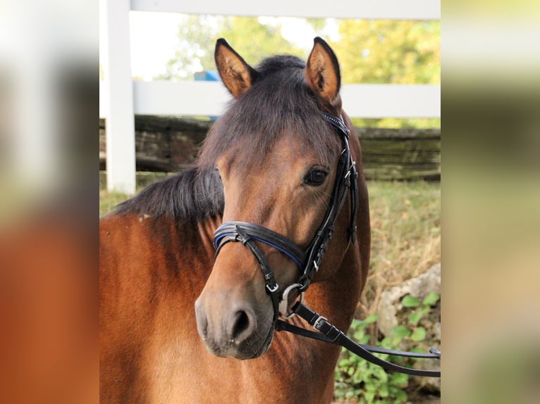Polish riding pony Gelding 12 years Brown in Leinfelden-Echterdingen
