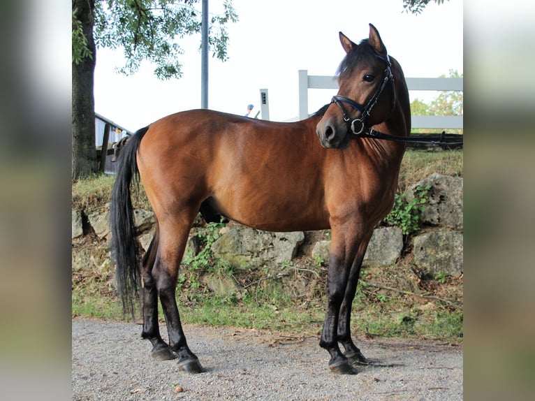 Polish riding pony Gelding 12 years Brown in Leinfelden-Echterdingen