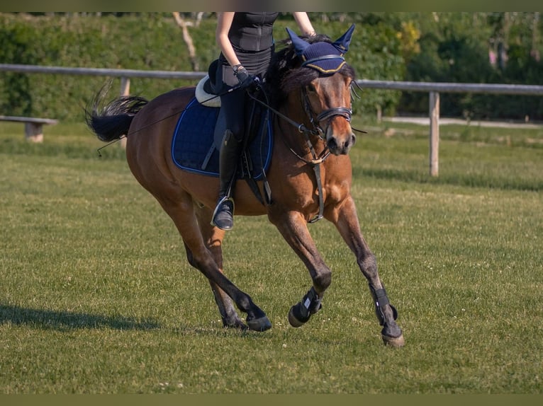 Polish riding pony Gelding 12 years Brown in Leinfelden-Echterdingen