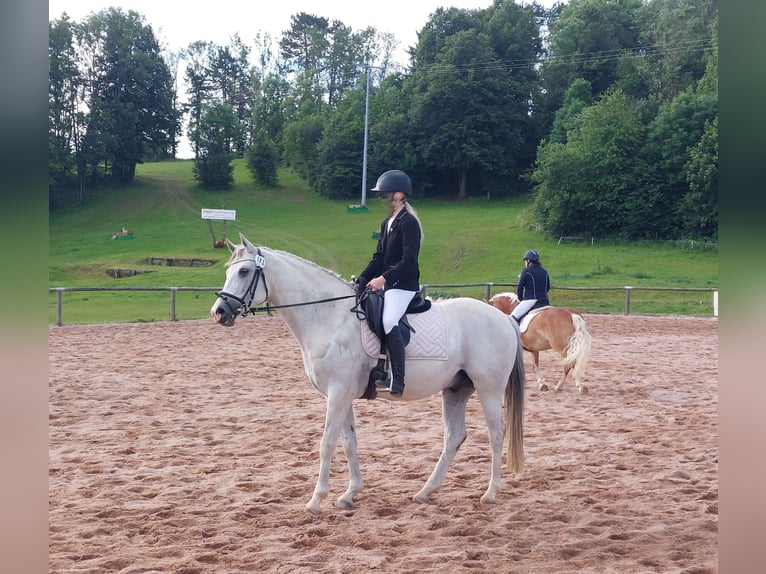 Polish riding pony Mix Gelding 12 years Gray in Weimar