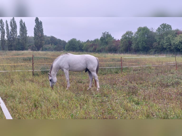 Polish riding pony Mix Gelding 12 years Gray in Weimar