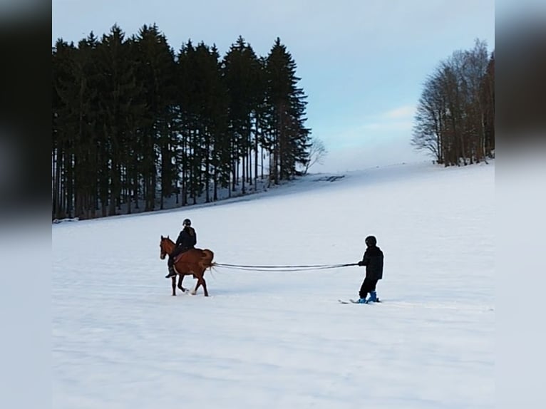 Polish riding pony Gelding 13 years 14,2 hh Chestnut-Red in Markersbach