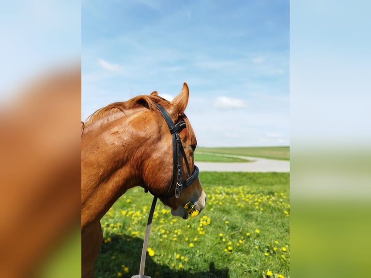 Polish riding pony Gelding 13 years 14,2 hh Chestnut-Red in Markersbach