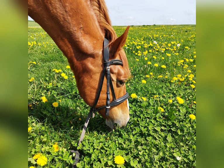 Polish riding pony Gelding 13 years 14,2 hh Chestnut-Red in Markersbach