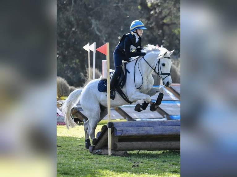 Polish riding pony Gelding 13 years 14,1 hh White in Parma