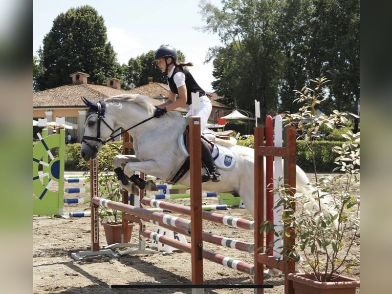 Polish riding pony Gelding 13 years 14,1 hh White in Parma