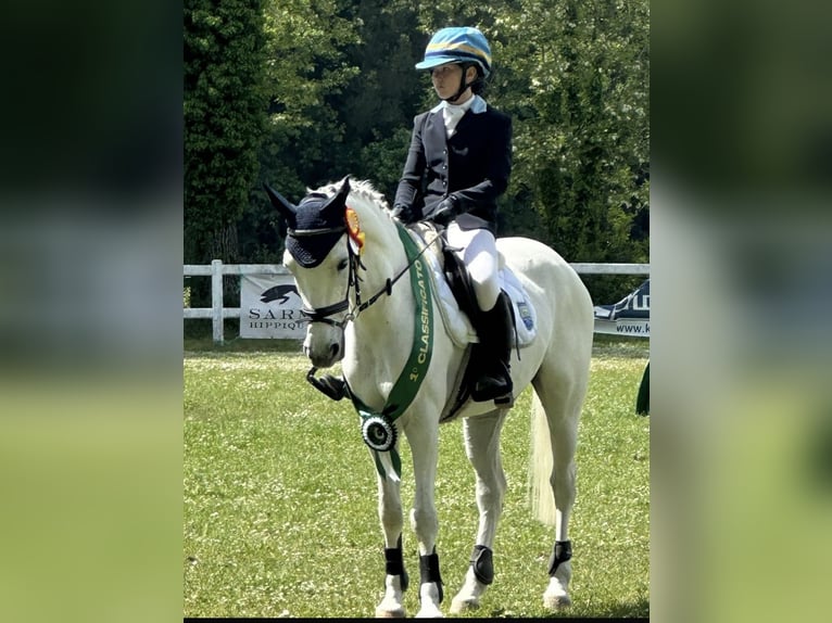 Polish riding pony Gelding 13 years 14,1 hh White in Parma
