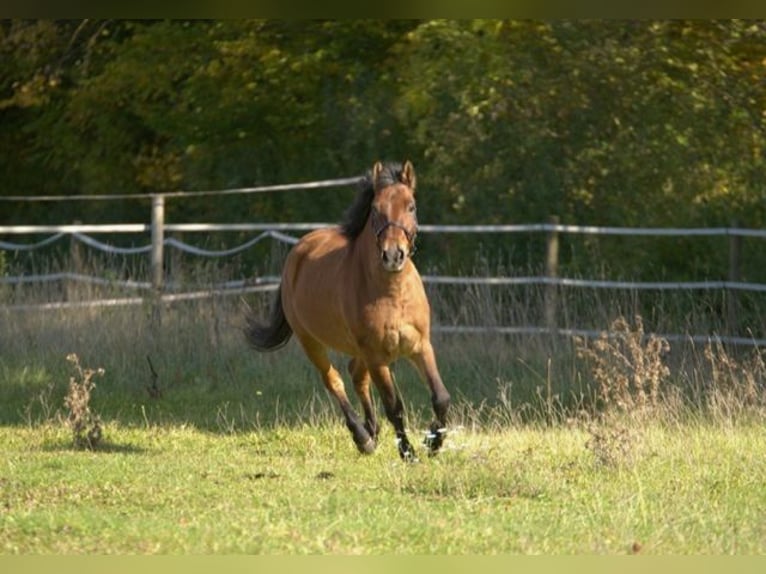 Polish riding pony Gelding 14 years 14,1 hh Brown in Oettingen in Bayern