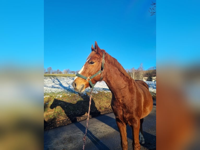 Polish riding pony Gelding 14 years 14,2 hh Chestnut-Red in Elterlein