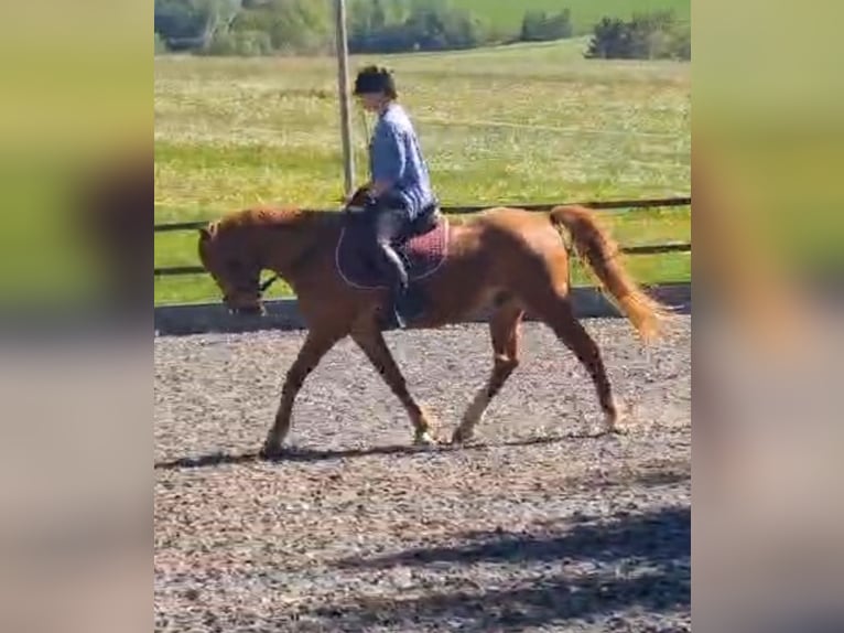 Polish riding pony Gelding 14 years 14,2 hh Chestnut-Red in Elterlein