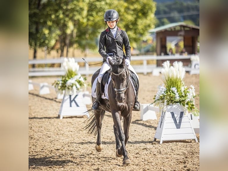 Polish riding pony Gelding 14 years 14 hh Smoky-Black in INOWROCŁAW