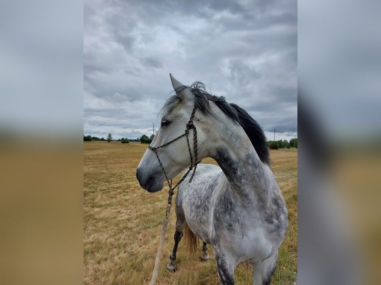 Polish riding pony Gelding 15 years 14,2 hh Grey-Dapple in K&#xF6;nigsbrunn