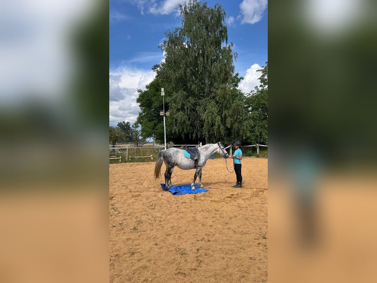 Polish riding pony Gelding 15 years 14,2 hh Grey-Dapple in K&#xF6;nigsbrunn