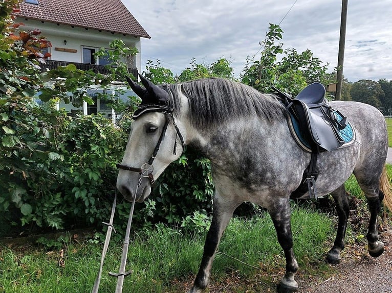 Polish riding pony Gelding 15 years 14,2 hh Grey-Dapple in K&#xF6;nigsbrunn