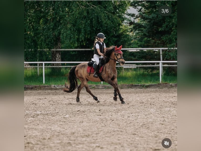 Polish riding pony Gelding 16 years 13.1 hh Bay-Dark in Bydgoszcz