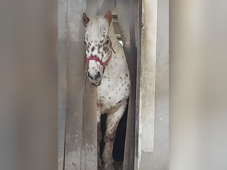 Polish riding pony Mix Gelding 16 years 14,2 hh Leopard-Piebald in Gaspoltshofen