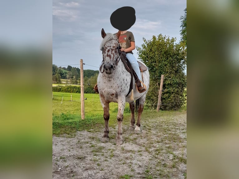 Polish riding pony Mix Gelding 16 years 14,2 hh Leopard-Piebald in Gaspoltshofen