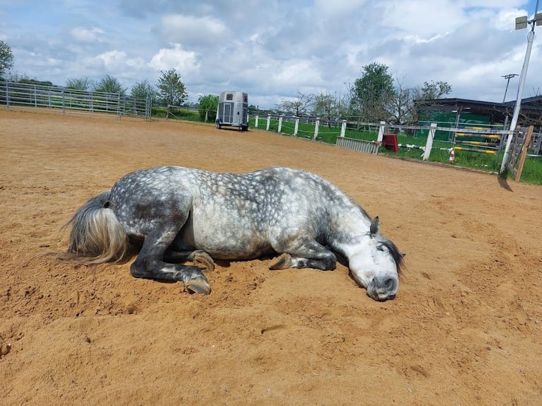 Polish riding pony Gelding 16 years 14,2 hh Grey-Dapple in Königsbrunn