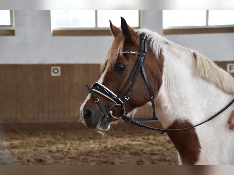 Polish riding pony Mix Gelding 17 years 13,2 hh Pinto in Quakenbrücken