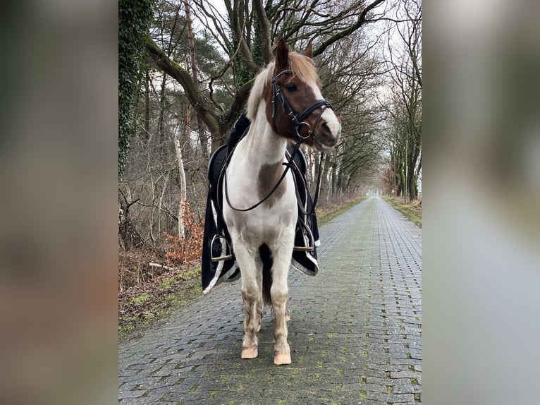 Polish riding pony Mix Gelding 17 years 13,2 hh Pinto in Quakenbrücken