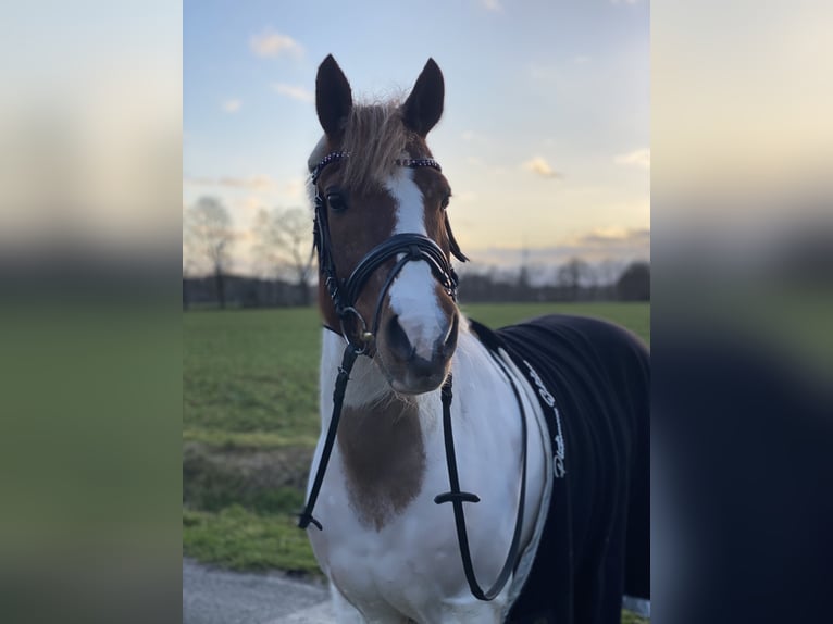 Polish riding pony Mix Gelding 17 years 13,2 hh Pinto in Quakenbrücken