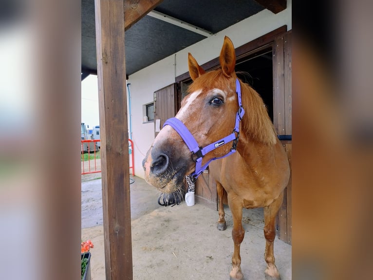 Polish riding pony Mix Gelding 17 years 14,2 hh Chestnut-Red in Góra