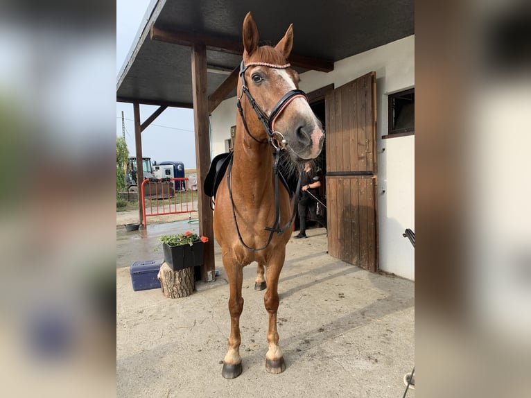 Polish riding pony Mix Gelding 17 years 14,2 hh Chestnut-Red in Góra