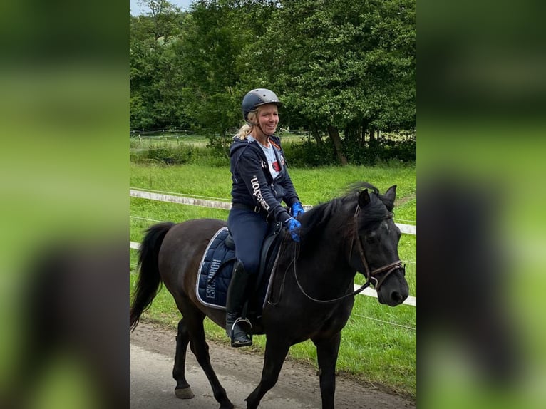 Polish riding pony Gelding 17 years 14,2 hh Black in Blieskastel