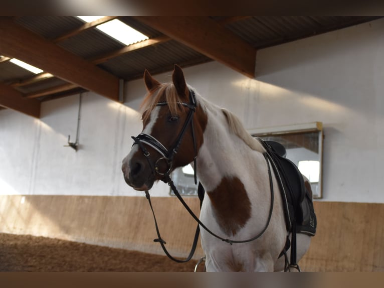 Polish riding pony Mix Gelding 18 years 13,2 hh Pinto in Quakenbrücken