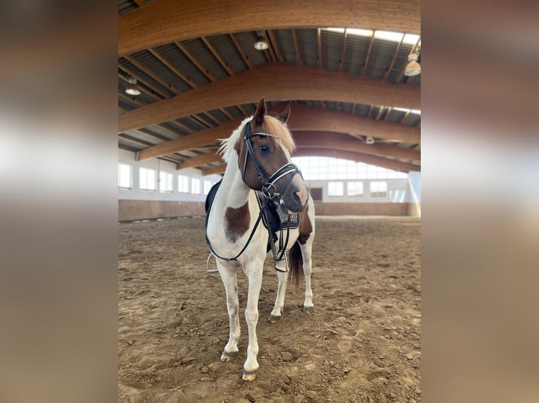 Polish riding pony Mix Gelding 18 years 13,2 hh Pinto in Quakenbrücken