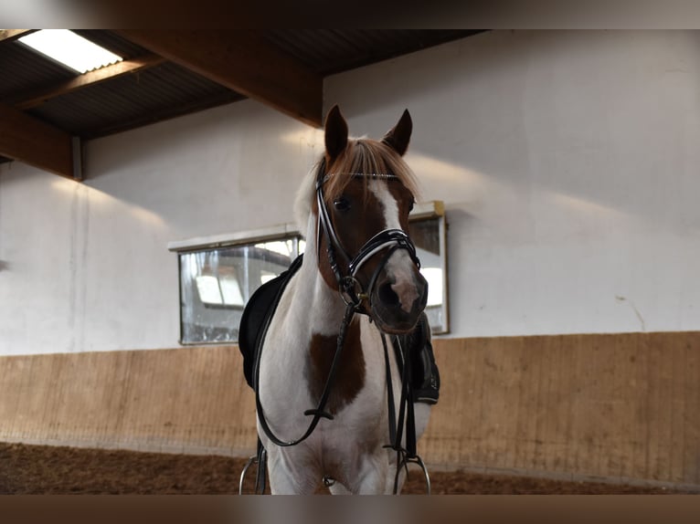 Polish riding pony Mix Gelding 18 years 13,2 hh Pinto in Quakenbrücken