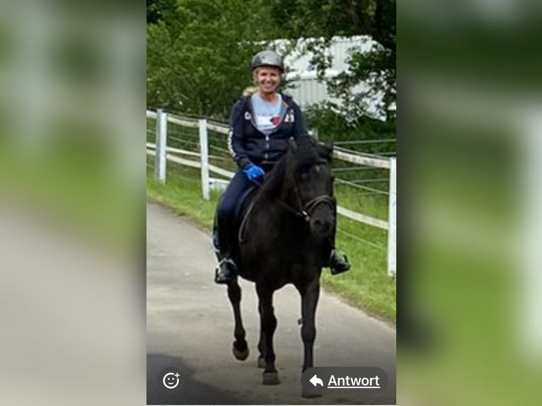 Polish riding pony Gelding 18 years 14,2 hh Black in Blieskastel