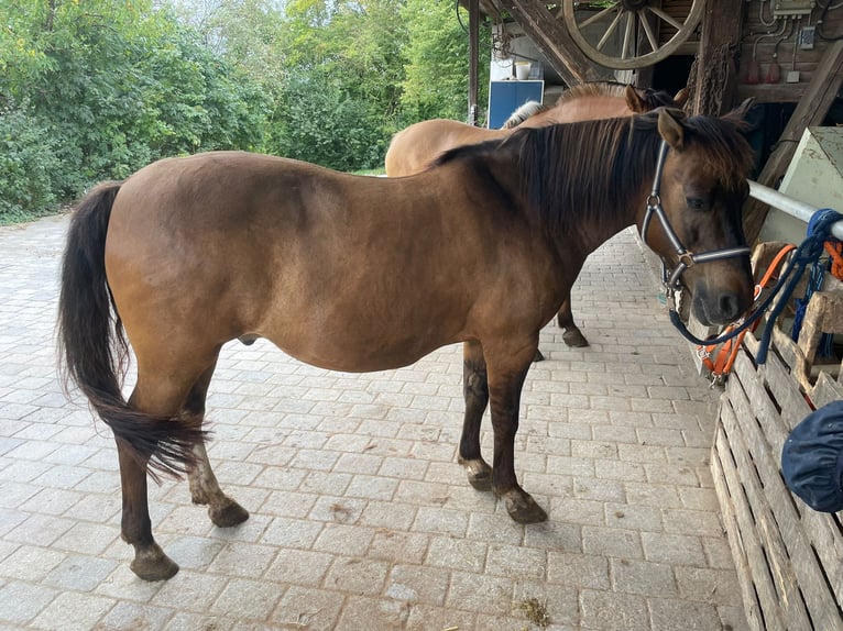 Polish riding pony Mix Gelding 19 years 13,3 hh Dun in Dörzbach