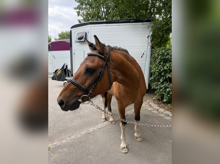 Polish riding pony Gelding 19 years 13,2 hh Brown in Hemsbach