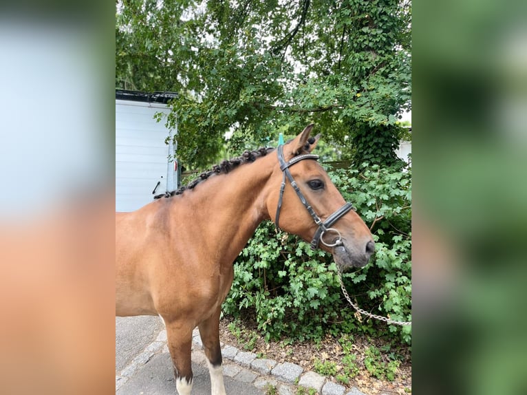 Polish riding pony Gelding 19 years 13,2 hh Brown in Hemsbach