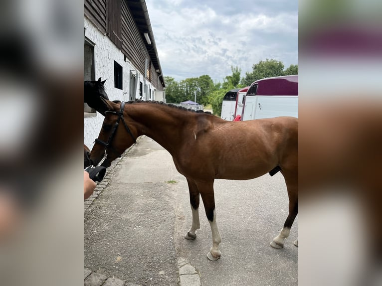 Polish riding pony Gelding 19 years 13,2 hh Brown in Hemsbach