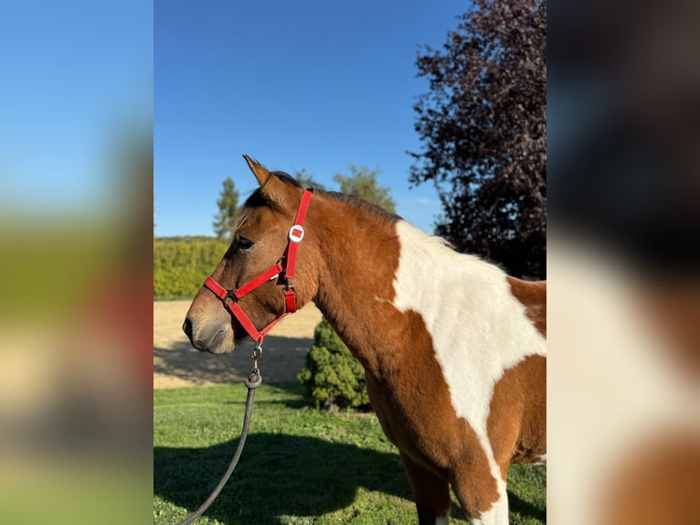 Polish riding pony Gelding 3 years 13.3 hh Pinto in Achstetten