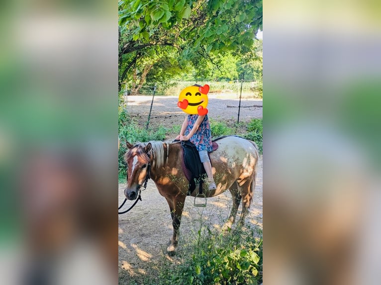 Polish riding pony Gelding 4 years 13 hh Overo-all-colors in Aidlingen