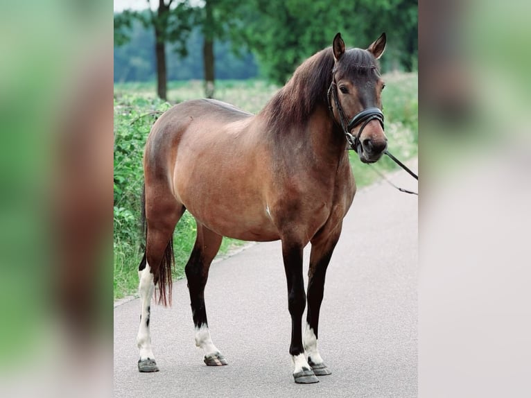 Polish riding pony Gelding 4 years 14.1 hh Dun in Weert
