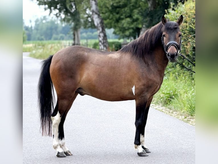 Polish riding pony Gelding 4 years 14.1 hh Dun in Weert