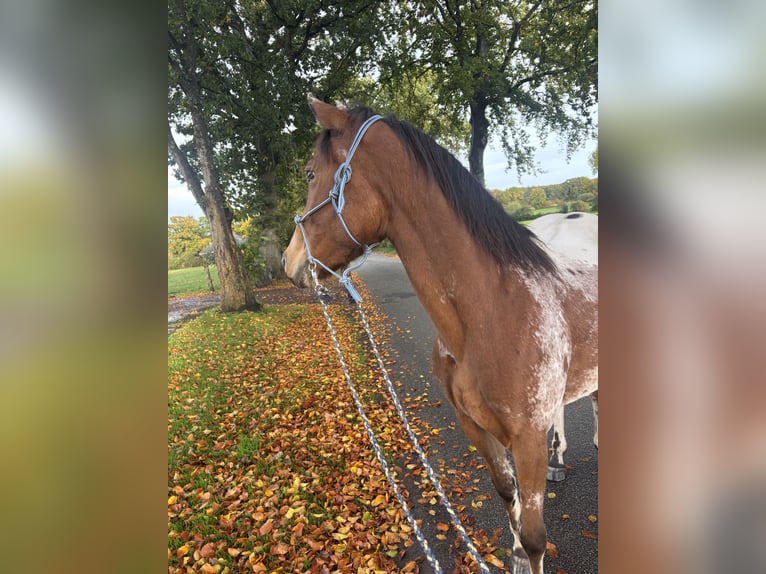Polish riding pony Gelding 4 years 14.3 hh  in Schinkel