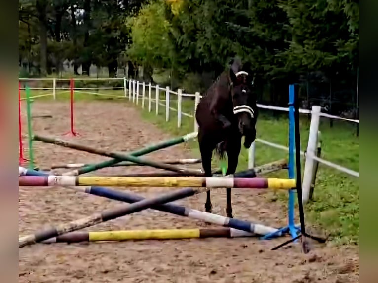 Polish riding pony Mix Gelding 4 years 14.3 hh Smoky-Black in Forst